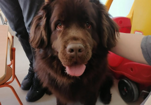 Pies o imieniu Bella.