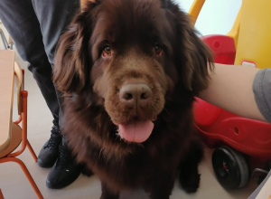 "Mój przyjaciel pies" - spotkanie z psem rasy Nowofundland o imieniu Bella.